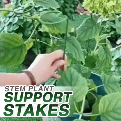 Stem Plant Support Stakes